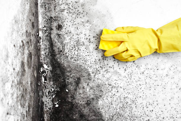 Attic Mold Removal in West Milwaukee, WI